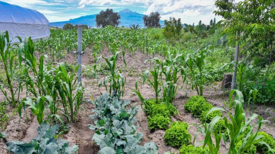 Invita SMDIF Huamantla al programa salvando tu alimentación con