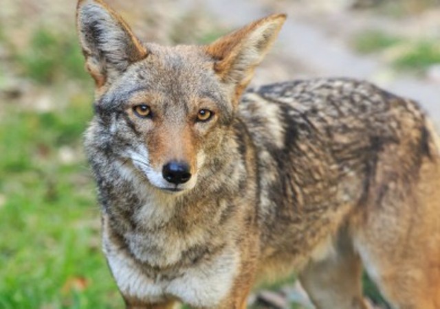 Deforestación de Malinche pone en riesgo al coyote, podría desaparecer: especialista