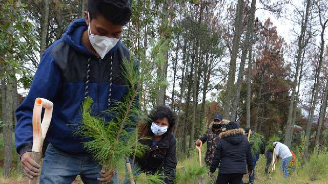 Mantiene CGE trabajos de saneamiento forestal en el parque nacional Ma...