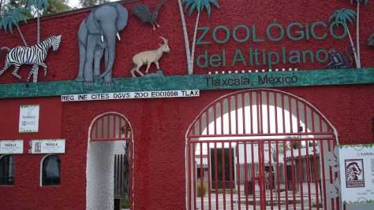 Leona ataca a cuidadora cuando intentaba darle de comer en Zoologico del Altiplano 