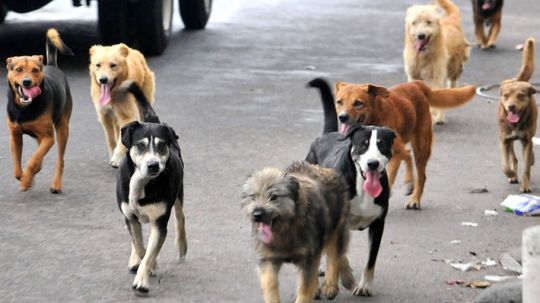 Gobiernos de Chiautempan y Apetitlán incapaces de atender problema de fauna canina y sólo fomentan irresponsabilidad 