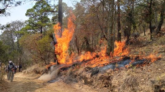 Fuego sigue en Tlacaxolo, ya van 80 hectáreas consumidas 