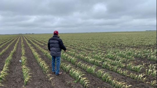 El campo no está sujeto a calendarios electorales, señalan campesinos que demandan liberación de apoyos 