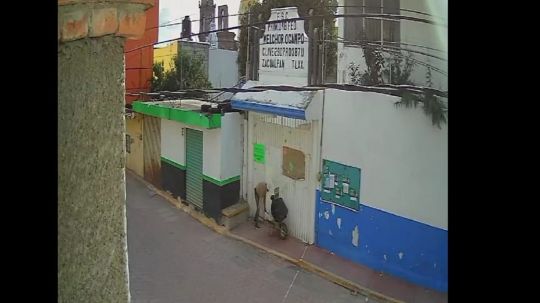 A plena luz del día sujeto entra a robar escuela en Zacualpan y se lleva hasta la carretilla para transportar su botín