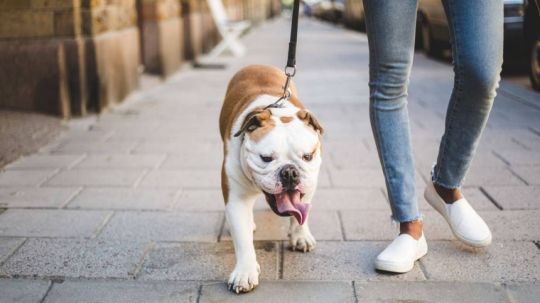 Calpulalpan, único municipio con reglamento de protección animal