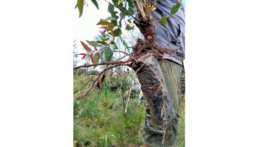 Exhiben ineficiencia de campañas de reforestación