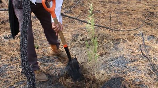 La falta de asesoría ha provocado reforestaciones con especies que no pertenecen a las zonas