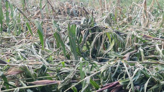 Productores que dependen en buena parte de sus cosechas se han quedado sin nada en la zona sur, claman por apoyo 