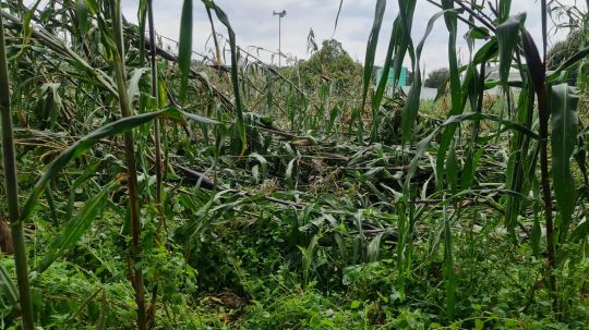 Al menos 41 mil 674 hectáreas en el estado han sido afectadas por fenómenos climáticos 