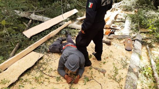 Policía de montaña detuvo a dos personas por daños al medio ambiente y asegura material forestal en la Malinche