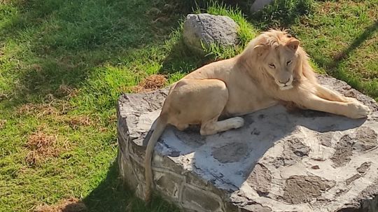 SMA garantiza medidas de atención a ejemplares del Zoológico del Altiplano