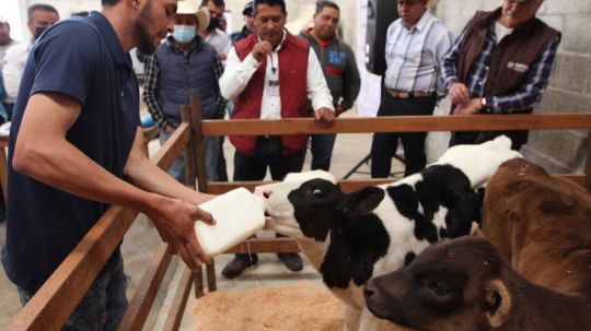 Impulsa Sefoa capacitación y colaboración entre productores a favor de la ganadería local  