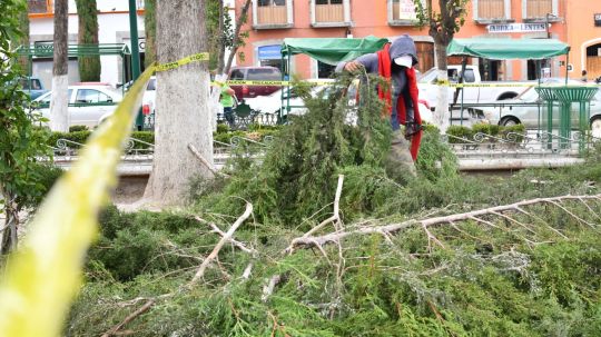 Fuerte remolino derriba dos árboles en parque de Huamantla, no hay lesionados