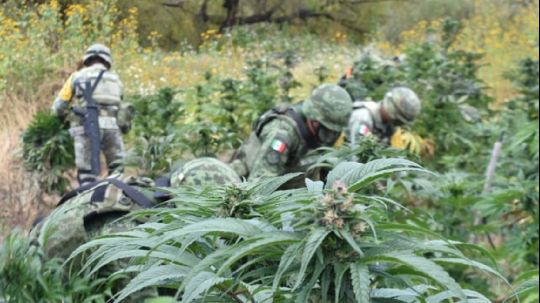 Por drogas sintéticas, producción de amapola y mariguana en México va a la baja: Sedena