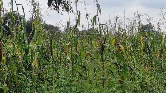 Alrededor de 24 mil hectáreas cultivables dejarán de producir alimentos en este ciclo agrícola 