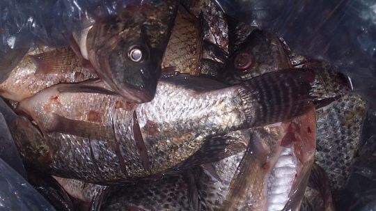 Precio del pescado se duplicó durante Semana Santa