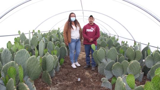 Va Gobierno de Tlaxcala por cultivos alternativos que generen mayor rentabilidad a productores 