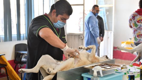 Realizará ayuntamiento de Huamantla y SESA jornada de esterilización para perros y gatos