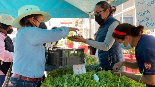 Beneficia SMDIF Huamantla a más de 100 personas con el programa de huertos de traspatio