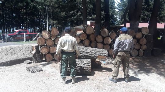 Encuentran abandonados 3 mil 401 metros cúbicos de madera, presentan denuncia ante la FGR