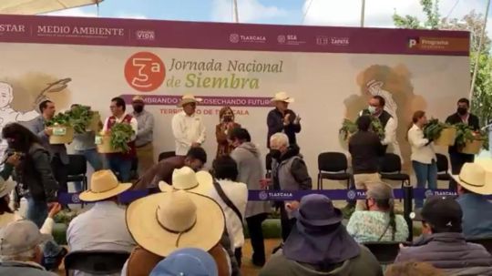 Sembrarán 3.9 millones de plantas en 25 municipios de Tlaxcala con el programa Sembrando Vida