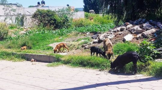 Trabaja la CBA en abatir la problemática social, maltrato y situación de calle de animales 