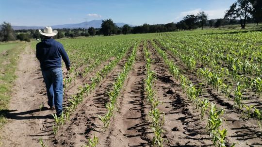 15 mil 670 productores tlaxcaltecas perdieron todo su cultivo en 2022, gobierno los apoyó con mil 500 pesos 