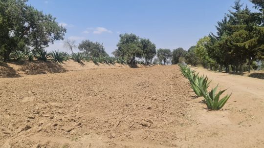 Intercambio de semillas, estrategia fundamental para productores tlaxcaltecas 