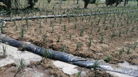 Dice gobierno que solo 127 hectáreas de cultivos han sido afectadas por sequía en Tlaxcala 
