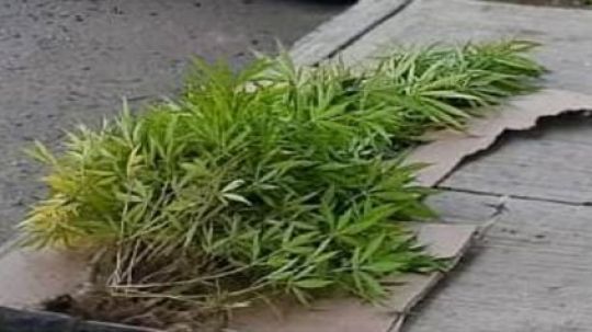 Asegura PGJE 56 plantas de marihuana en el municipio de Tlaxcala