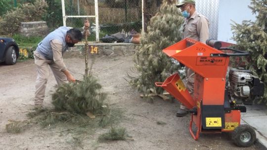 Implementará secretaría de medio ambiente campaña de acopio y reciclaje de árboles naturales de navidad