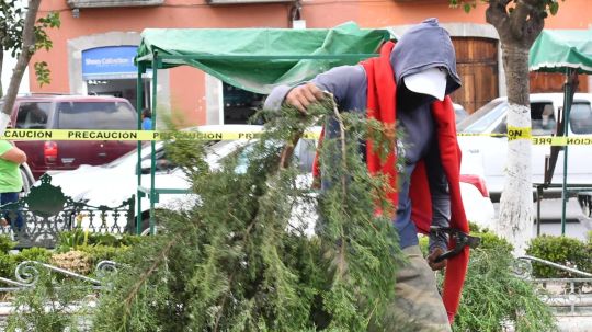 Invita gobierno de Huamantla a reciclar tu árbol natural de navidad