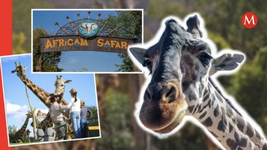 Ya está en casa Jirafa Benito llega a Africam Safari en Puebla tras más de 30 horas