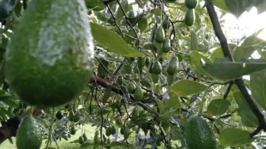 Estados Unidos suspende importación de aguacate michoacano