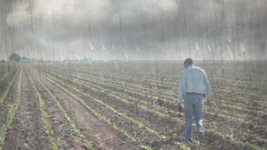 De maíz a forrajes: lluvias tardías obligaron a productores a reconvertir cultivos