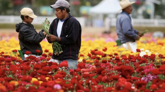 Narco engancha a migrantes con visas laborales para EU y Canadá