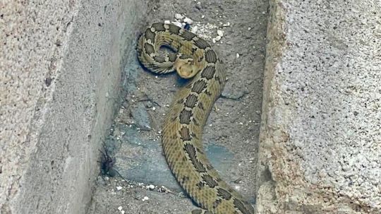 Captura protección civil de Huamantla una víbora de cascabel en el barrio de San Lucas