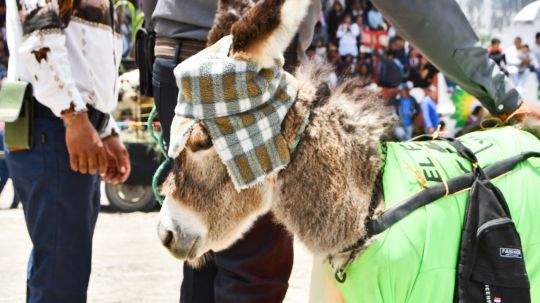 Con gran asistencia en el lienzo charro de Huamantla se lleva a cabo la tradicional carrera de burros