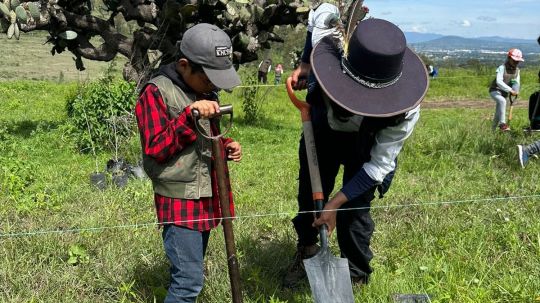 Nueva jornada de reforestación en la zona arqueológica de Cacaxtla  protege el patrimonio biocultural