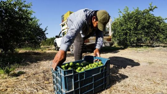 Fuerzas armadas atienden extorsión a limoneros en Michoacán: AMLO