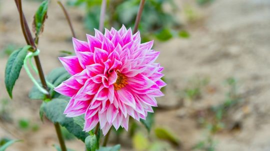 Se pintan de colores hogares de Huamantla con entrega gratuita de Dalias