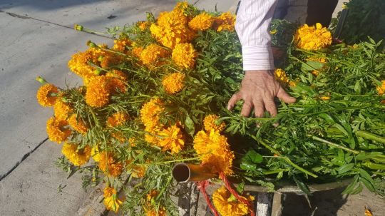 Lluvias pegan a la flor de cempasúchil, podría variar el precio