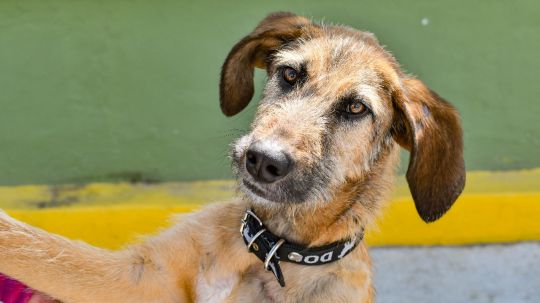 Gobierno municipal de Huamantla invita a las familias a dar una nueva oportunidad a rufo