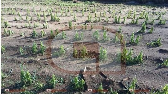 Heladas pegan a cultivos, merman producción en el Oriente