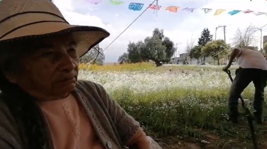 Productores de Tepeyanco, informaron que el exceso de lluvias en este año, provocó merma en cultivos de flor de temporad