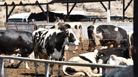 Con curso-taller se reforzará la prevención de efectos del gusano barrenador de ganado en Huamantla