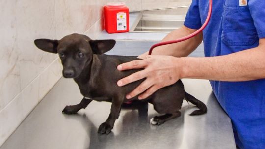 Ofrece clínica biofílica de Huamantla servicios veterinarios de calidad y a bajo costo para las mascotas