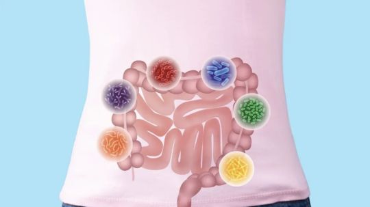 Consumo de prebióticos mejora la microbiota y reduce patologías: ¿dónde encontrarlos?