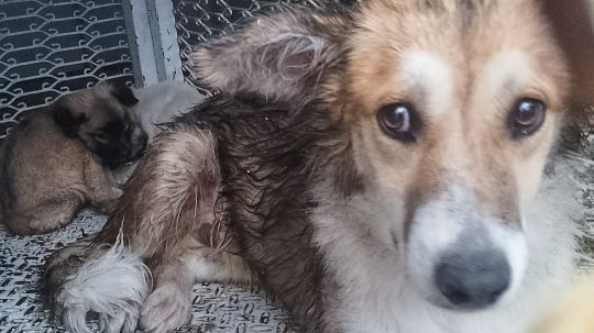 Rescata clínica biofílica de Huamantla a lomito atrapado en una barda durante la lluvia de este lunes