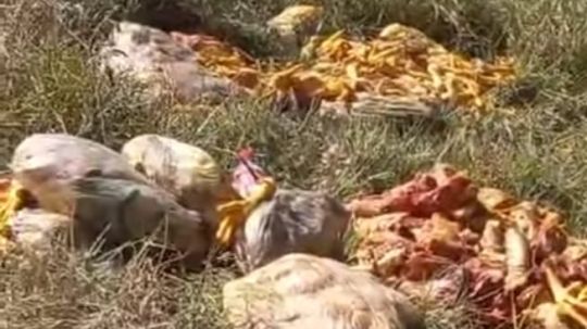 Polleros tiran desechos en barranca, vecinos piden frenar contaminación